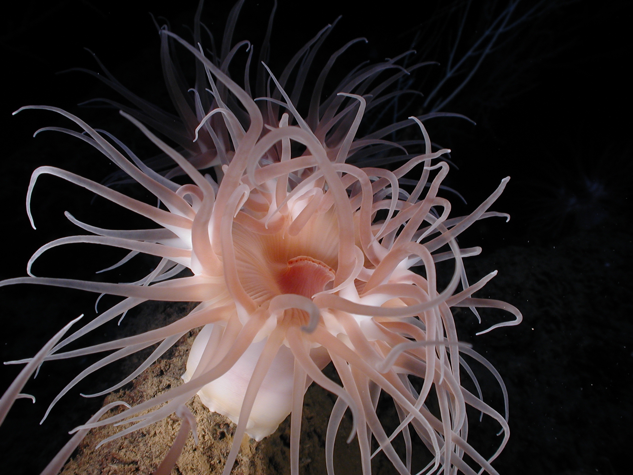 Представитель Семейства Actinostolidae